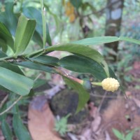 Pothos hookeri Schott